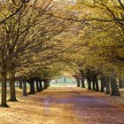 hornbeam avenue